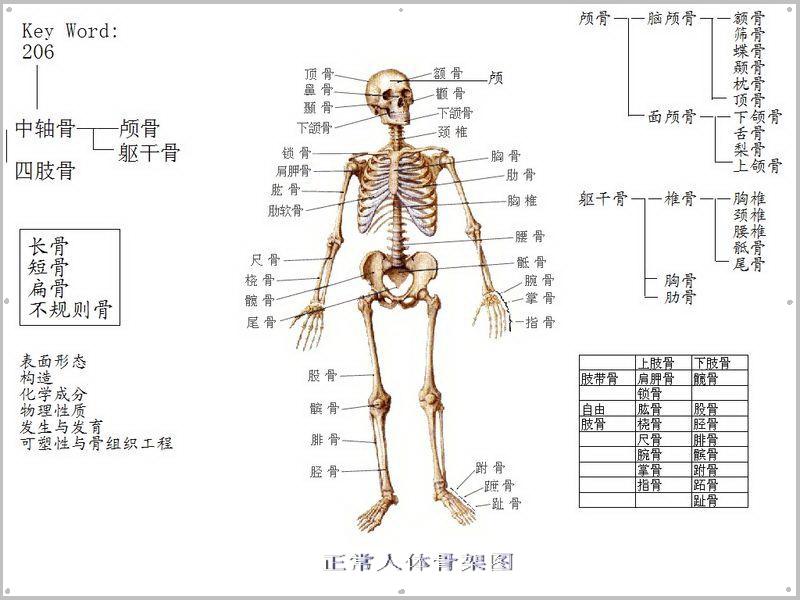 人体骨骼系统图